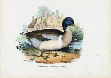 Gråand, 1863-79